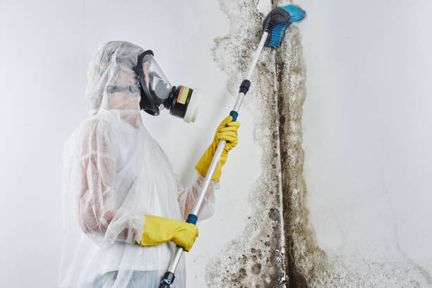 Best Bathroom Mold Remediation in Bronxville, NY