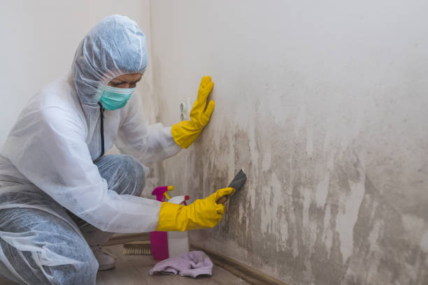 Best Basement Mold Remediation in Bronxville, NY