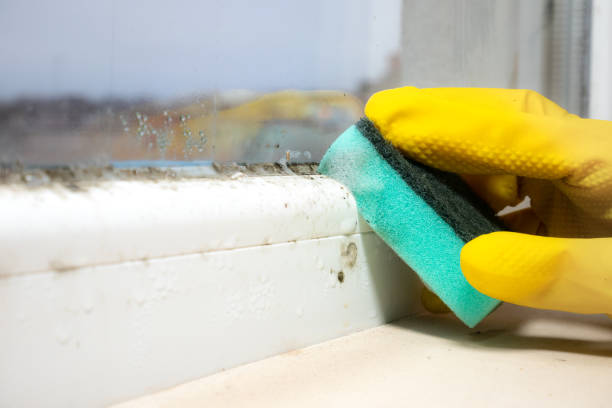 Best Preventive Mold Services in Bronxville, NY