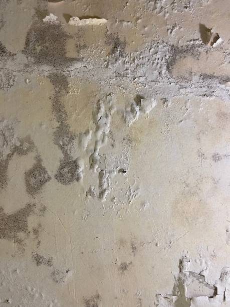 Best Industrial Mold Remediation in Bronxville, NY