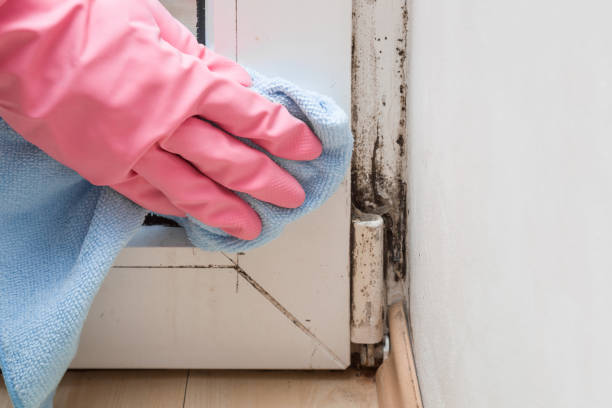 Best Mold Remediation for Specific Building Types in Bronxville, NY