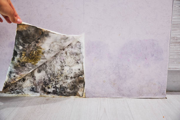 Best Commercial Mold Remediation in Bronxville, NY